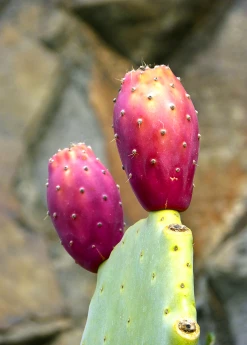 Sow Exotic Prickly Pear (Opuntia Ficus-indica) Rare Fruiting Plants