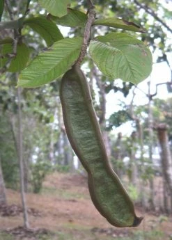 Sow Exotic Ice Cream Bean (Inga Edulis) Tropical Fruit & Spice Trees