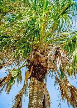 Sow Exotic Sabal Palm Tree (Sabal Palmetto) Tropical Fruit & Spice Trees