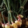 Sow Exotic Ginger, Yellow (Zingiber Officinale) Medicinal & Culinary Herbs