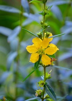 Sow Exotic Sun Opener, Sinicuichi (Heimia Salicifolia) Medicinal & Culinary Herbs