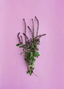 Sow Exotic Medicinal & Culinary Herbs African Blue Basil (Ocimum Kilimandscharicum × Basilicum 'Dark Opal')