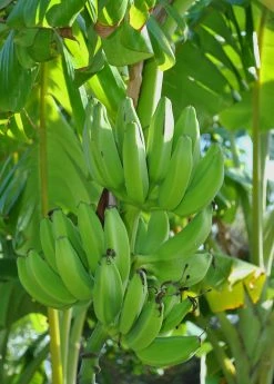 Sow Exotic Banana 'Mona Lisa' (Musa Acuminata)