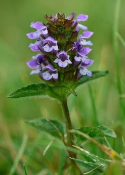 Sow Exotic Self Heal Herb (Prunella Vulgaris) Medicinal & Culinary Herbs