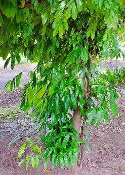 Sow Exotic Cinnamon (Cinnamomum Verum) Tropical Fruit & Spice Trees
