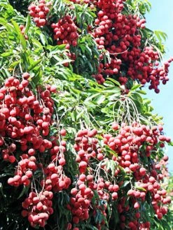 Sow Exotic Tropical Fruit & Spice Trees Lychee 'Mauritius' (Litchi Chinensis) 5 Sow Exotic Tropical Fruit & Spice Trees Lychee 'Mauritius' (Litchi Chinensis)