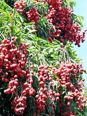 Sow Exotic Tropical Fruit & Spice Trees Lychee 'Mauritius' (Litchi Chinensis) 3 Sow Exotic Tropical Fruit & Spice Trees Lychee 'Mauritius' (Litchi Chinensis)