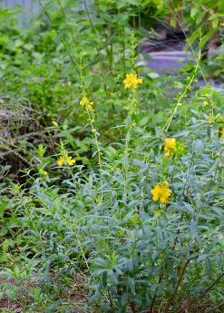 Sow Exotic Sun Opener, Sinicuichi (Heimia Salicifolia) Medicinal & Culinary Herbs