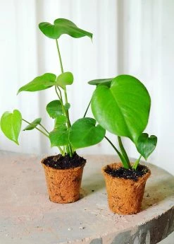 Sow Exotic Monstera Deliciosa, Swiss Cheese Plant Rare Fruiting Plants 15 Sow Exotic Monstera Deliciosa, Swiss Cheese Plant Rare Fruiting Plants