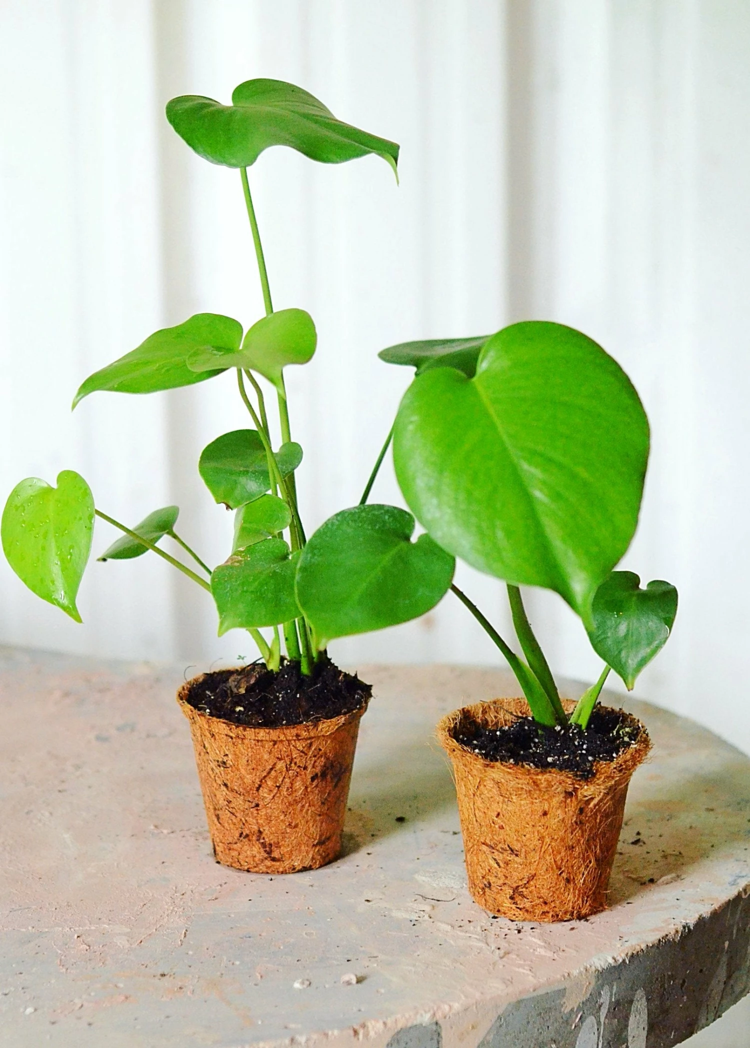 Sow Exotic Monstera Deliciosa, Swiss Cheese Plant Rare Fruiting Plants 8 Sow Exotic Monstera Deliciosa, Swiss Cheese Plant Rare Fruiting Plants