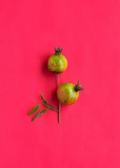 Sow Exotic Pomegranate 'Vietnamese Pink' (Punica Granatum) Tropical Fruit & Spice Trees