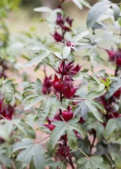 Sow Exotic Florida Cranberry (Hibiscus Sabdariffa)
