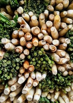 Sow Exotic Lemongrass (Cymbopogon) Medicinal & Culinary Herbs