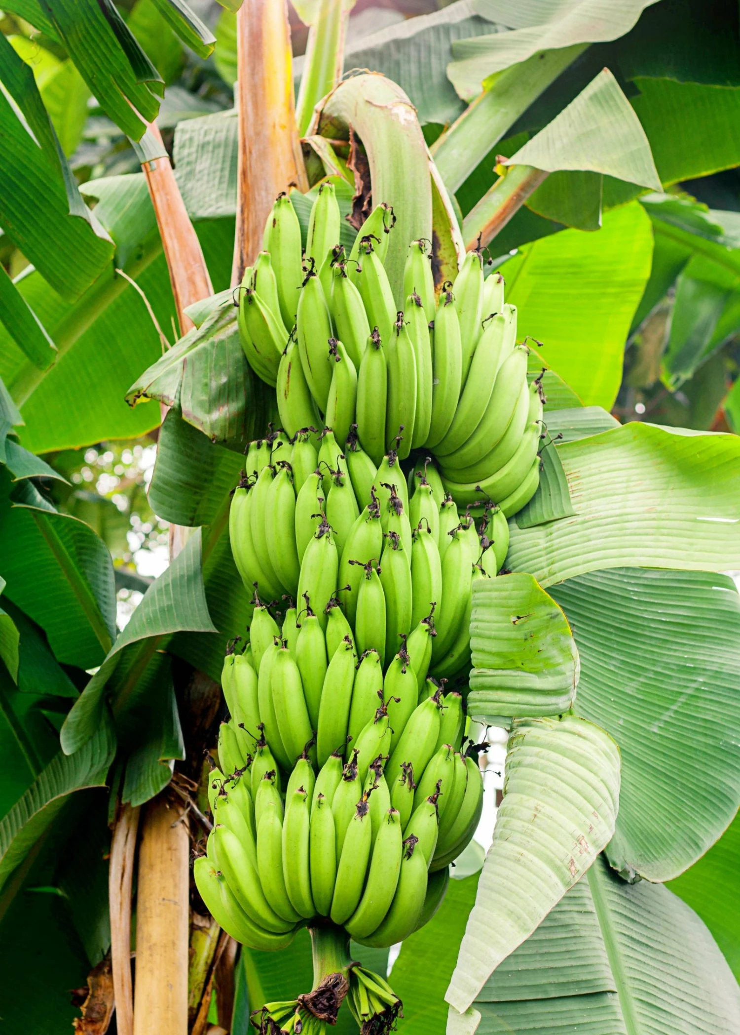 Sow Exotic Plantain 'Dwarf Puerto Rican' (Musa) 1 Sow Exotic Plantain 'Dwarf Puerto Rican' (Musa)