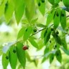 Sow Exotic Strawberry Tree (Muntingia Calabura) Tropical Fruit & Spice Trees