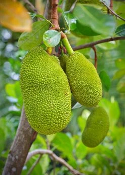 Sow Exotic Jackfruit 'Black Gold' (Artocarpus Heterophyllus)