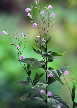 Sow Exotic Tilo (Justicia Pectoralis)