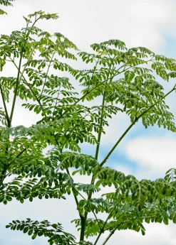 Sow Exotic Moringa (Moringa Oleifera) Medicinal & Culinary Herbs