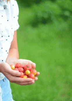 Sow Exotic Tropical Fruit & Spice Trees Guava, Strawberry (Psidium Cattleianum) 10 Sow Exotic Tropical Fruit & Spice Trees Guava, Strawberry (Psidium Cattleianum)