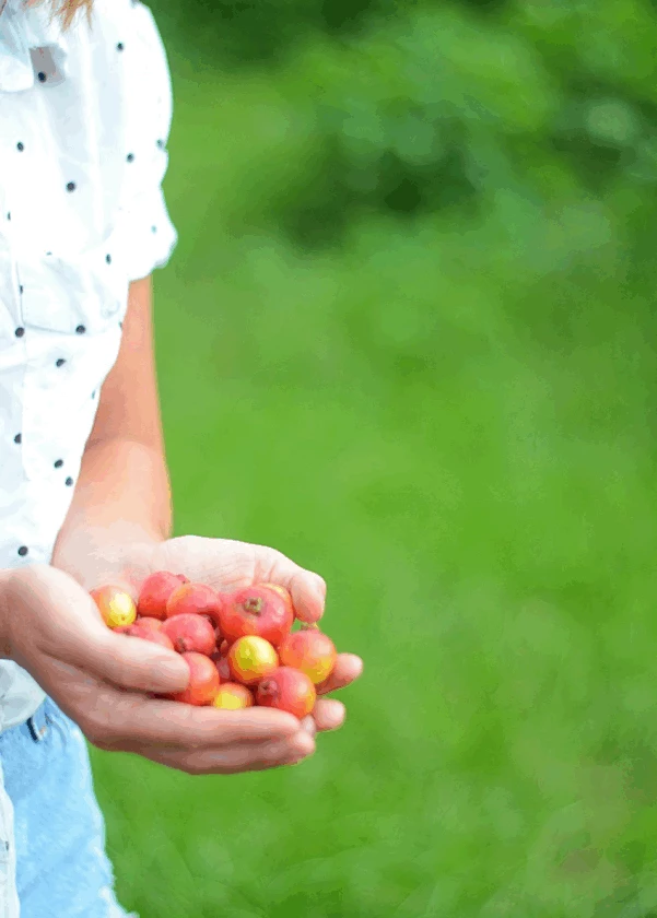 Sow Exotic Tropical Fruit & Spice Trees Guava, Strawberry (Psidium Cattleianum) 3 Sow Exotic Tropical Fruit & Spice Trees Guava, Strawberry (Psidium Cattleianum)