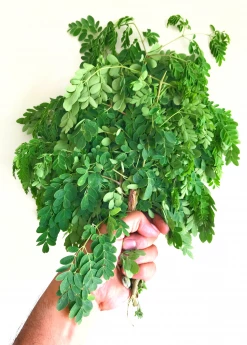 Sow Exotic Moringa (Moringa Oleifera) Medicinal & Culinary Herbs