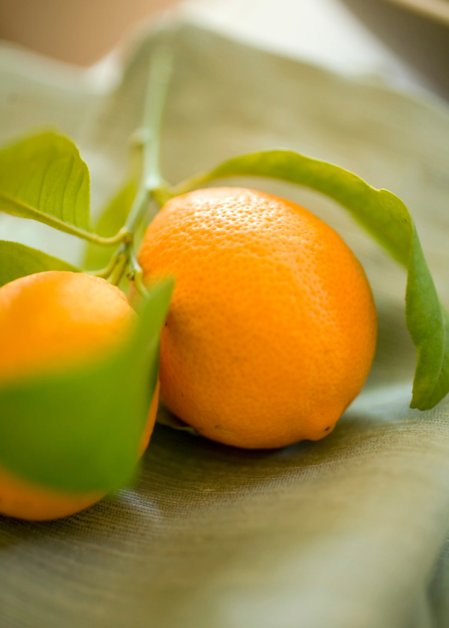 Sow Exotic Tropical Fruit & Spice Trees Meyer Lemon (Citrus × Meyeri) 3 Sow Exotic Tropical Fruit & Spice Trees Meyer Lemon (Citrus × Meyeri)