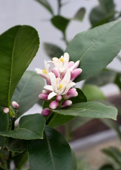 Sow Exotic Tropical Fruit & Spice Trees Meyer Lemon (Citrus × Meyeri) 13 Sow Exotic Tropical Fruit & Spice Trees Meyer Lemon (Citrus × Meyeri)