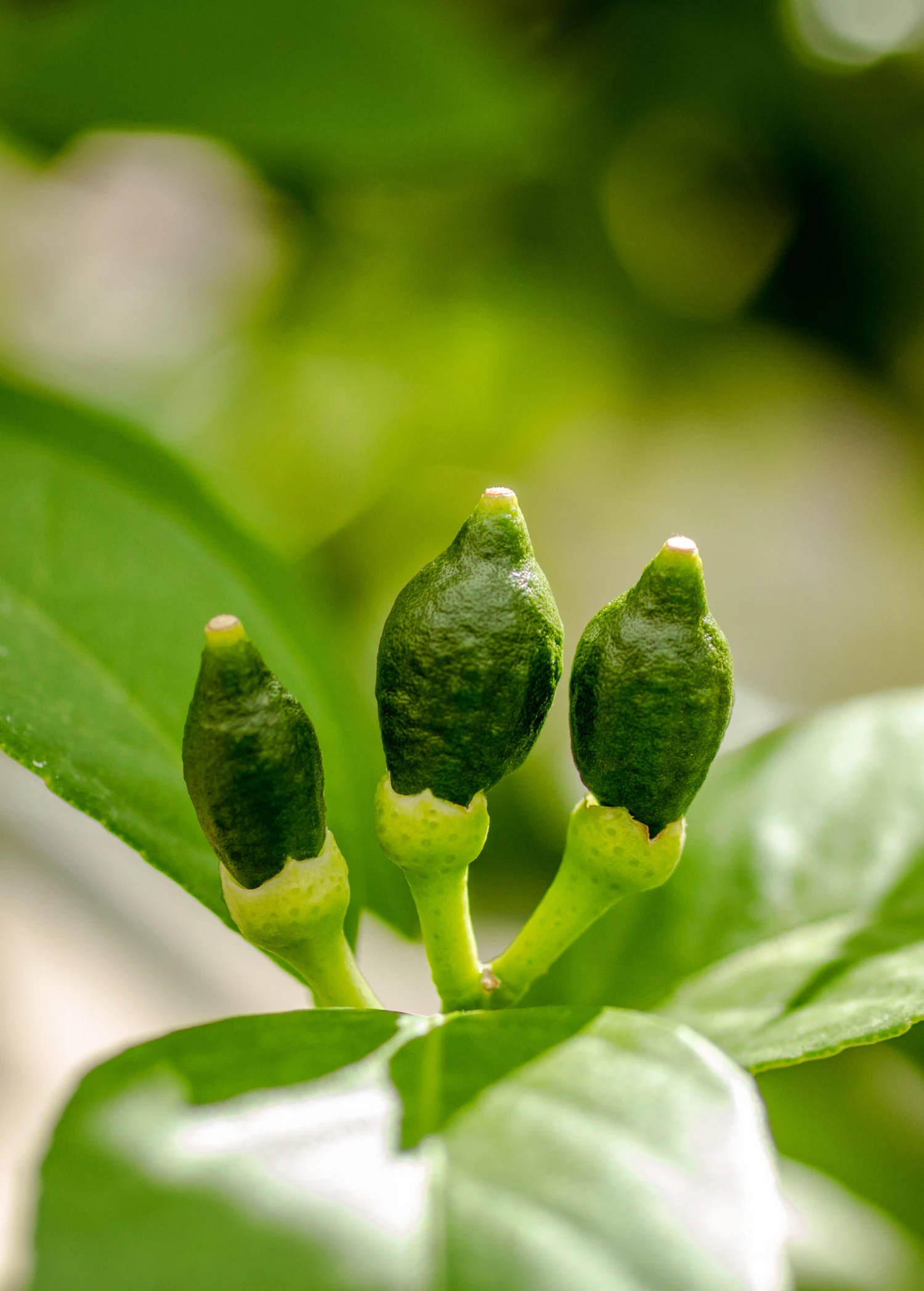 Sow Exotic Tropical Fruit & Spice Trees Meyer Lemon (Citrus × Meyeri) 7 Sow Exotic Tropical Fruit & Spice Trees Meyer Lemon (Citrus × Meyeri)