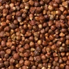 Sow Exotic Grains Of Paradise (Aframomum Melegueta)