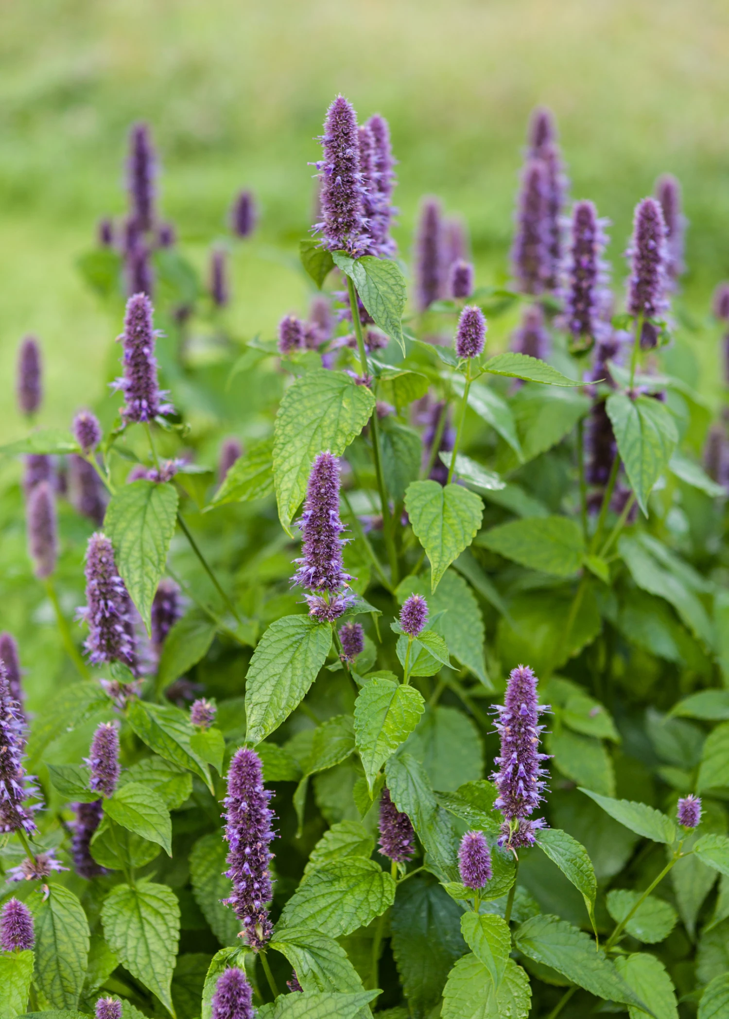 Sow Exotic Anise Hyssop (Agastache Foeniculum) Medicinal & Culinary Herbs 1 Sow Exotic Anise Hyssop (Agastache Foeniculum) Medicinal & Culinary Herbs