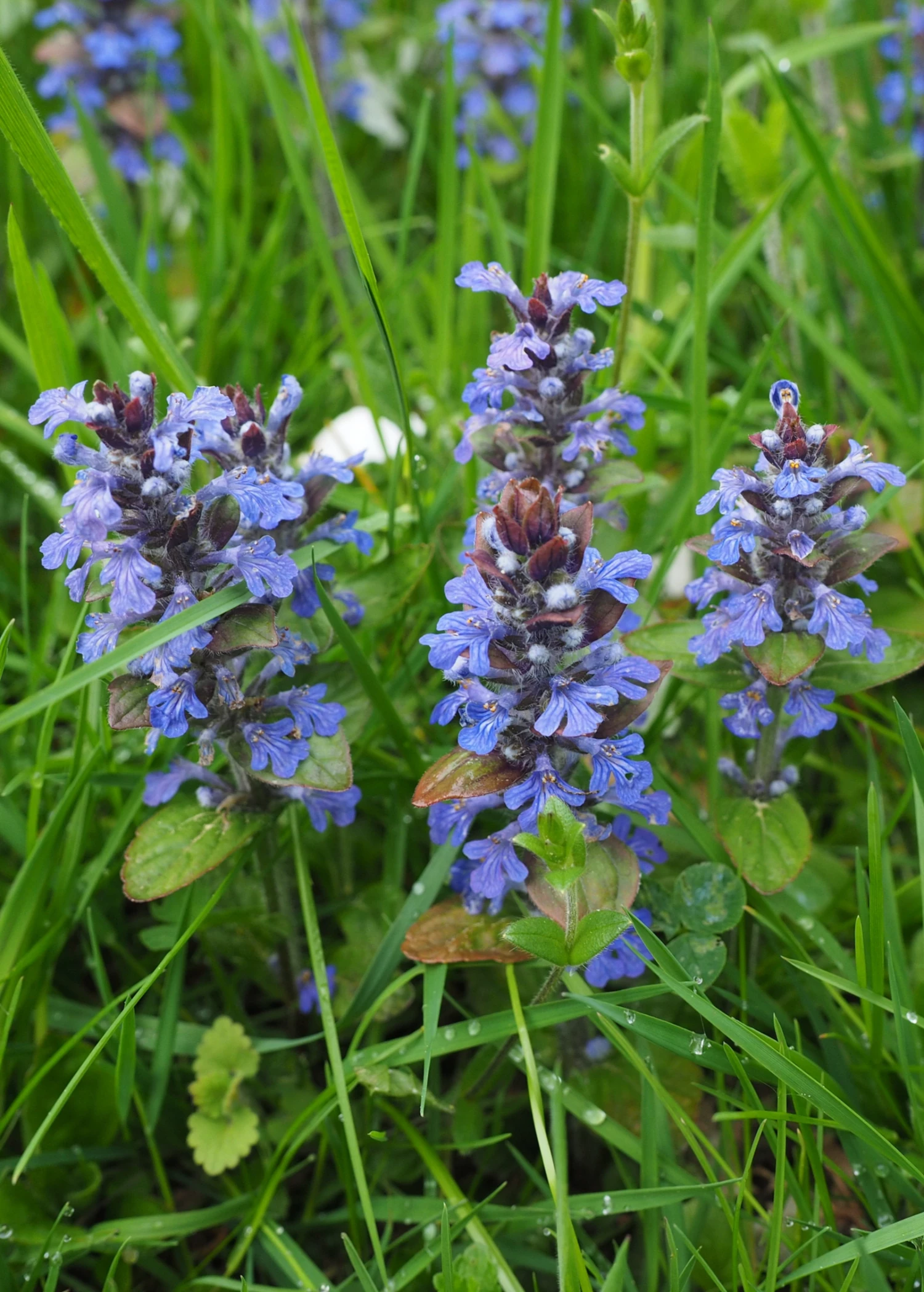 Sow Exotic Medicinal & Culinary Herbs Chocolate Chip Bugleweed (Ajuga) 4 Sow Exotic Medicinal & Culinary Herbs Chocolate Chip Bugleweed (Ajuga)