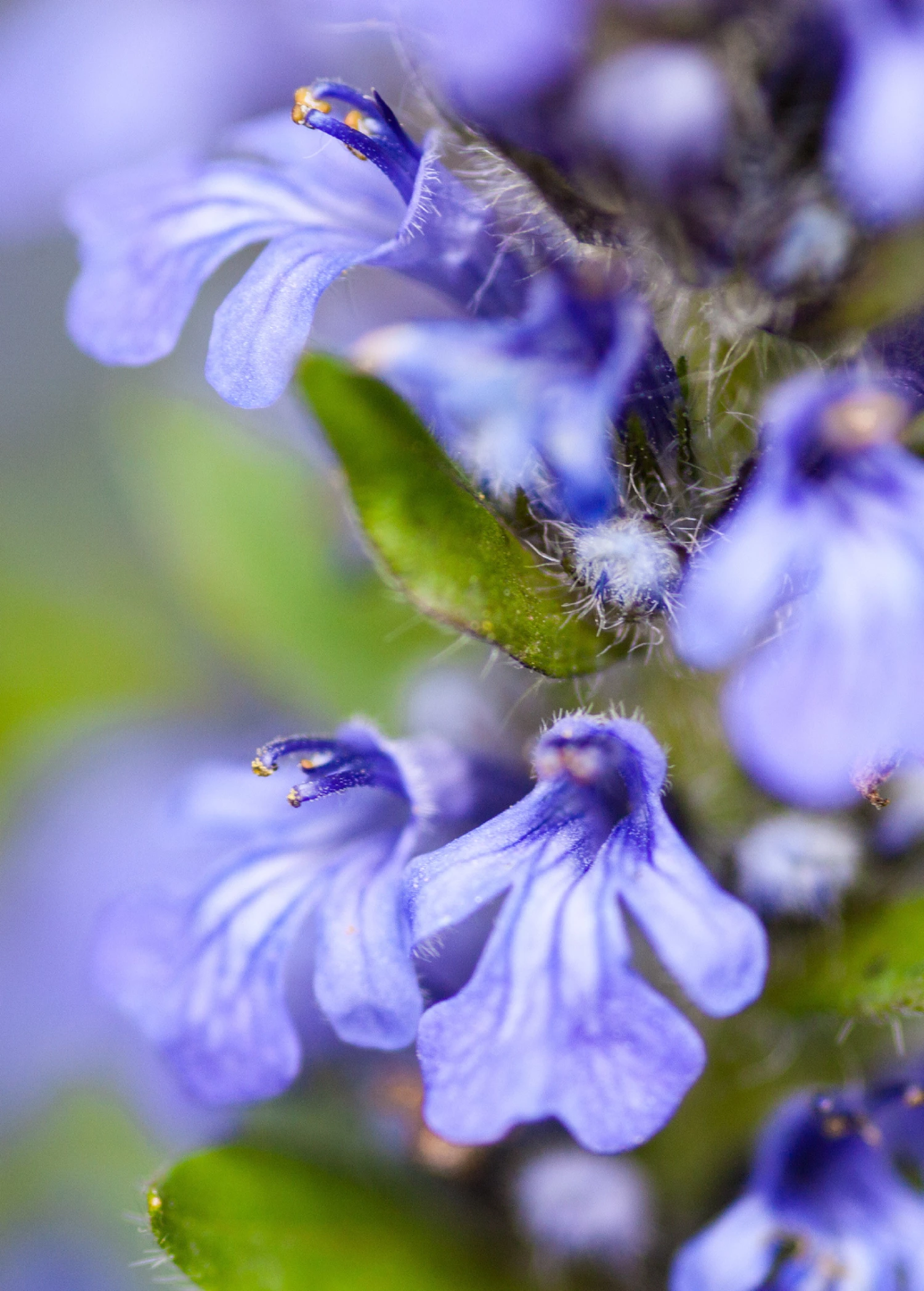 Sow Exotic Medicinal & Culinary Herbs Chocolate Chip Bugleweed (Ajuga) 2 Sow Exotic Medicinal & Culinary Herbs Chocolate Chip Bugleweed (Ajuga)