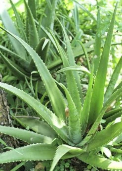 Sow Exotic Medicinal & Culinary Herbs Aloe (Aloe Vera)