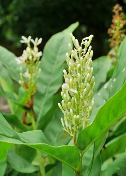 Sow Exotic Greater Galangal (Alpinia Galanga)