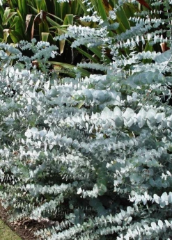 Sow Exotic Medicinal & Culinary Herbs Baby Blue Eucalyptus (Eucalyptus Pulverulenta)