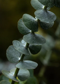 Sow Exotic Medicinal & Culinary Herbs Baby Blue Eucalyptus (Eucalyptus Pulverulenta)