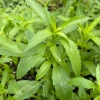 Sow Exotic Bergamot 'Lemon' (Monarda Citriodora) Medicinal & Culinary Herbs