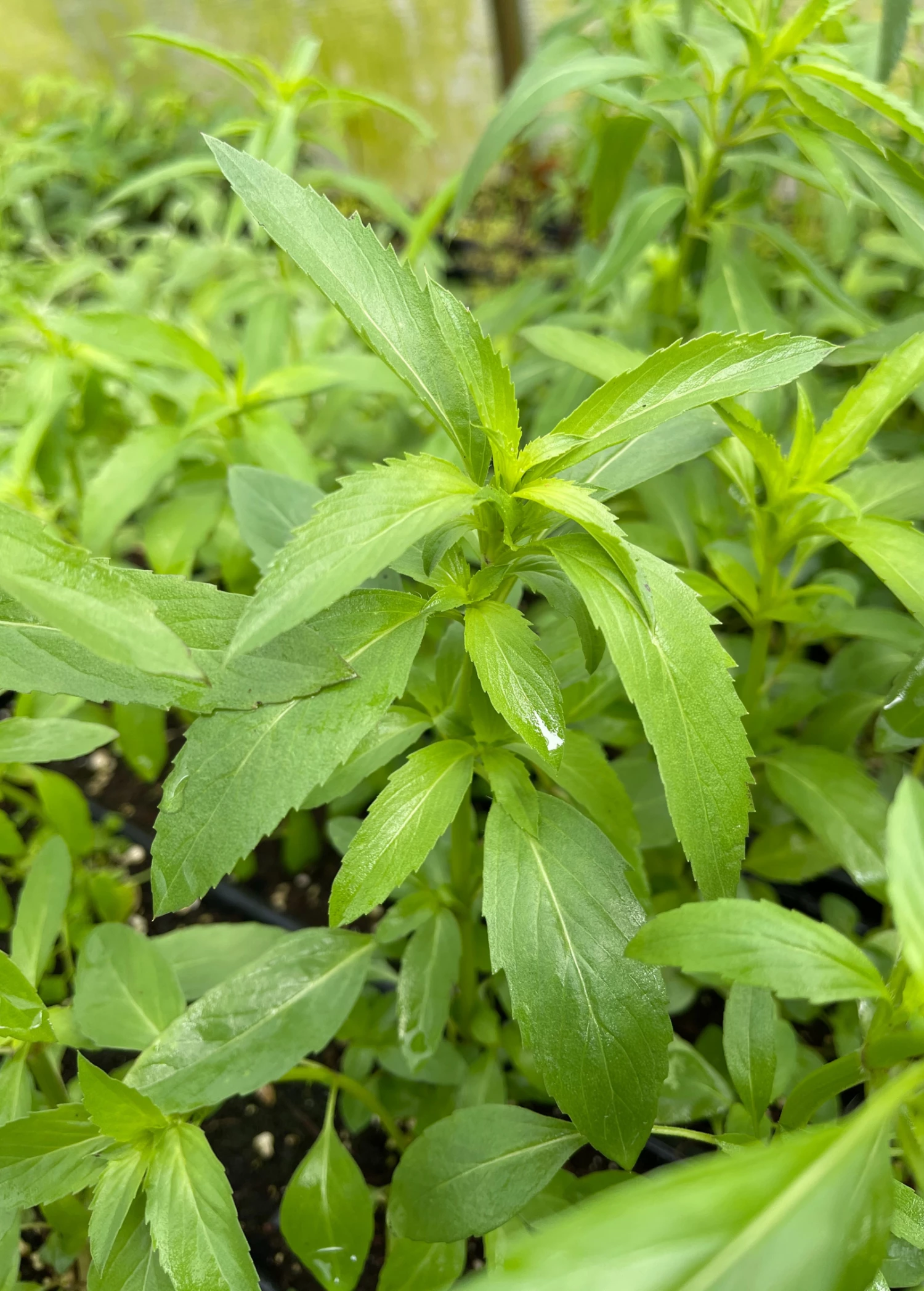 Sow Exotic Bergamot 'Lemon' (Monarda Citriodora) Medicinal & Culinary Herbs 1 Sow Exotic Bergamot 'Lemon' (Monarda Citriodora) Medicinal & Culinary Herbs