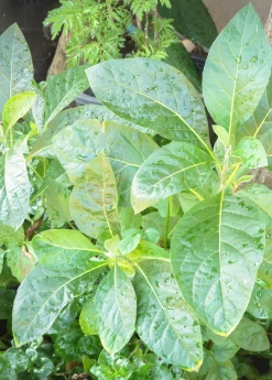 Sow Exotic Bitter Leaf Tree (Gymnanthemum Extensum)