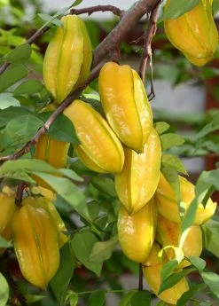 Sow Exotic Star Fruit 'Fwang Tung' (Averrhoa Carambola) Tropical Fruit & Spice Trees