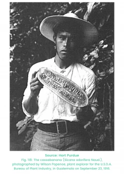 Sow Exotic Tropical Fruit & Spice Trees Cassabanana (Sicana Odorifera)