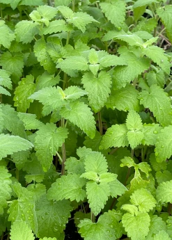 Sow Exotic Catnip (Nepeta Cataria) 7 Sow Exotic Catnip (Nepeta Cataria)