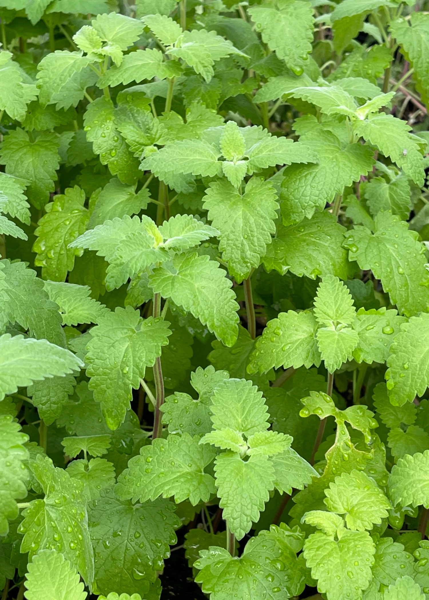Sow Exotic Catnip (Nepeta Cataria) 3 Sow Exotic Catnip (Nepeta Cataria)