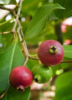 Sow Exotic Tropical Fruit & Spice Trees Guava, Strawberry (Psidium Cattleianum) 14 Sow Exotic Tropical Fruit & Spice Trees Guava, Strawberry (Psidium Cattleianum)