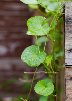 Sow Exotic Gotu Kola (Centella Asiatica)