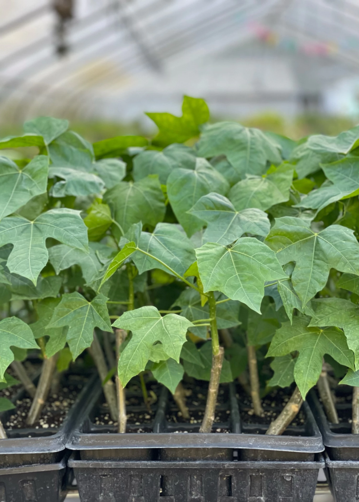 Sow Exotic Medicinal & Culinary Herbs Chaya, Mexican Tree Spinach (Cnidoscolus Aconitifolius) 2 Sow Exotic Medicinal & Culinary Herbs Chaya, Mexican Tree Spinach (Cnidoscolus Aconitifolius)