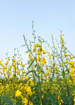 Sow Exotic Chipilín (Crotalaria Longirostrata) Medicinal & Culinary Herbs