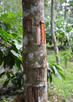 Sow Exotic Cinnamon (Cinnamomum Verum) Tropical Fruit & Spice Trees