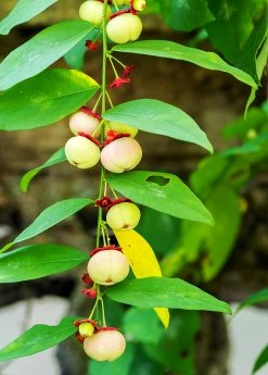 Sow Exotic Katuk (Sauropus Androgynus) Medicinal & Culinary Herbs