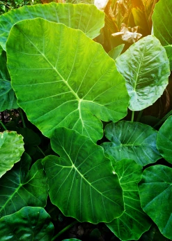 Sow Exotic Medicinal & Culinary Herbs Taro 'Chinese Bun Long' (Colocasia Esculenta)